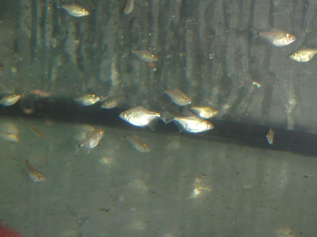 piranhas serrasalmus rhombeus