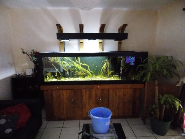 Un aquarium en bois 