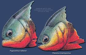 Savoir différencier le piranha rouge du pacu