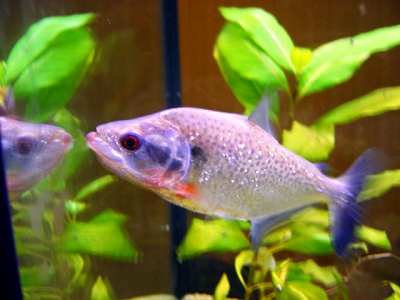 Serrasalmus elongatus : le piranha brochet