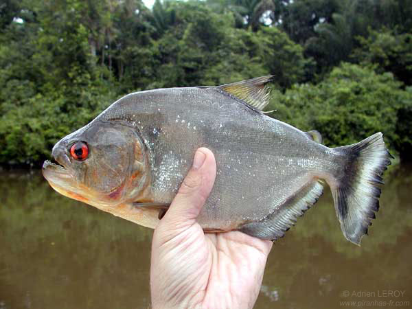 Serrasalmus rhombeus : le piranha noir 