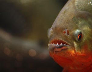 La classification des piranhas